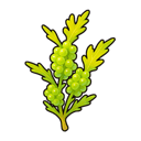 Activated Sea Grapes