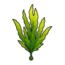 Seaweed